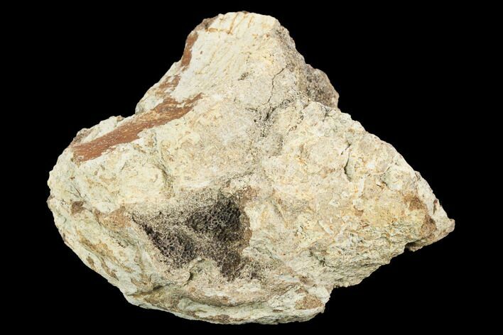 triceratops frill fossil